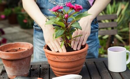 Woman is planting flower in plant pot in garden, close up