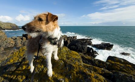 Kevin Rushby’s dog Stevie on the Isle of Man.