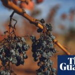 Bunches of shrivelled grapes on a vine.