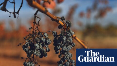 Bunches of shrivelled grapes on a vine.