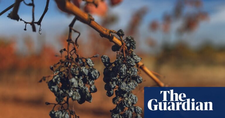 Bunches of shrivelled grapes on a vine.